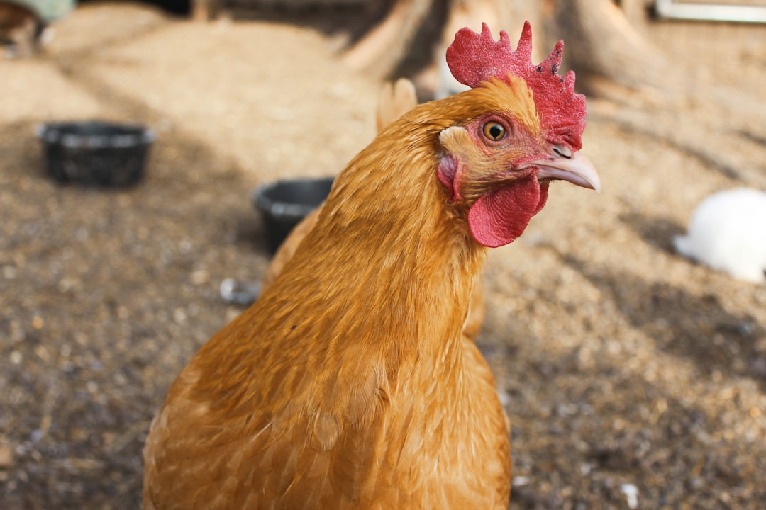 Photo chicken rings